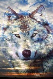 3d狼图片,探寻狼的神秘世界