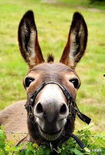 文章骂驴的背景,揭开古代骂驴背后的文化内涵