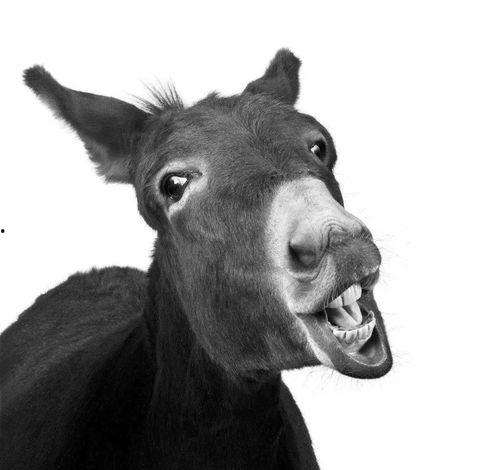 文章骂驴的背景,揭开古代骂驴背后的文化内涵