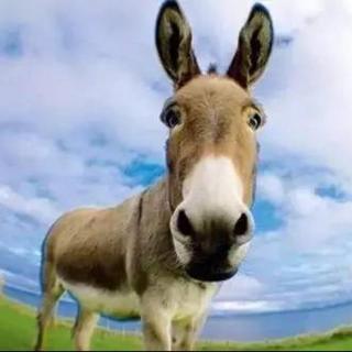 文章骂驴的背景,揭开古代骂驴背后的文化内涵